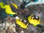 A scuba diving trip (10)